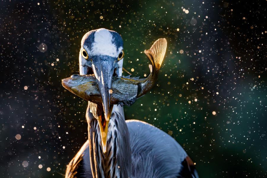 © Christopher Baker, United States, Shortlist, Open Competition, Natural World & Wildlife, 2025 Sony 极速赛车168赛车官网极速预测官方记录结果号码历史查询 world photography Awards