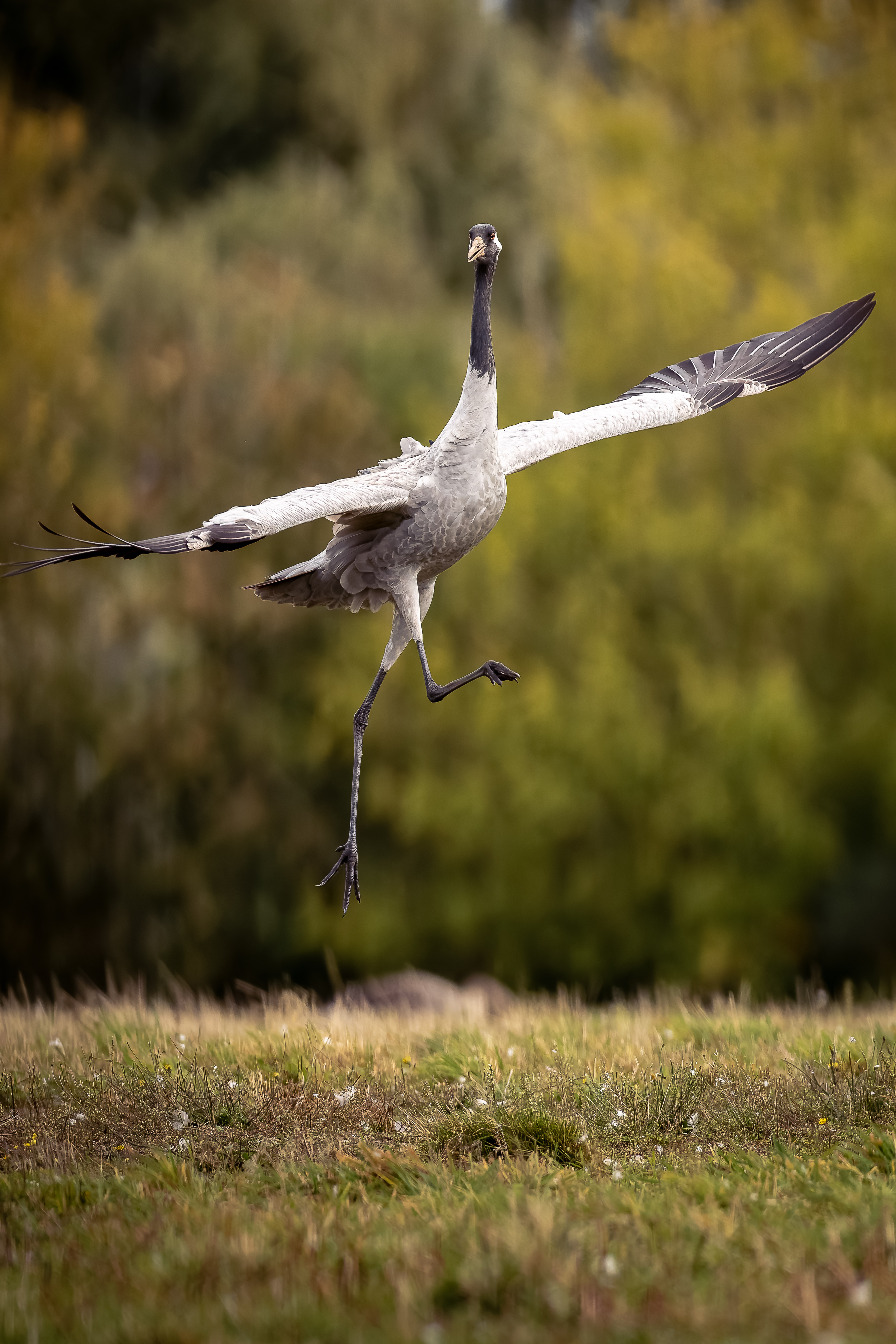 © Markus Schoch, Germany, entry, Open Competition, Natural World & Wildlife, 2026 Sony World Photography Awards