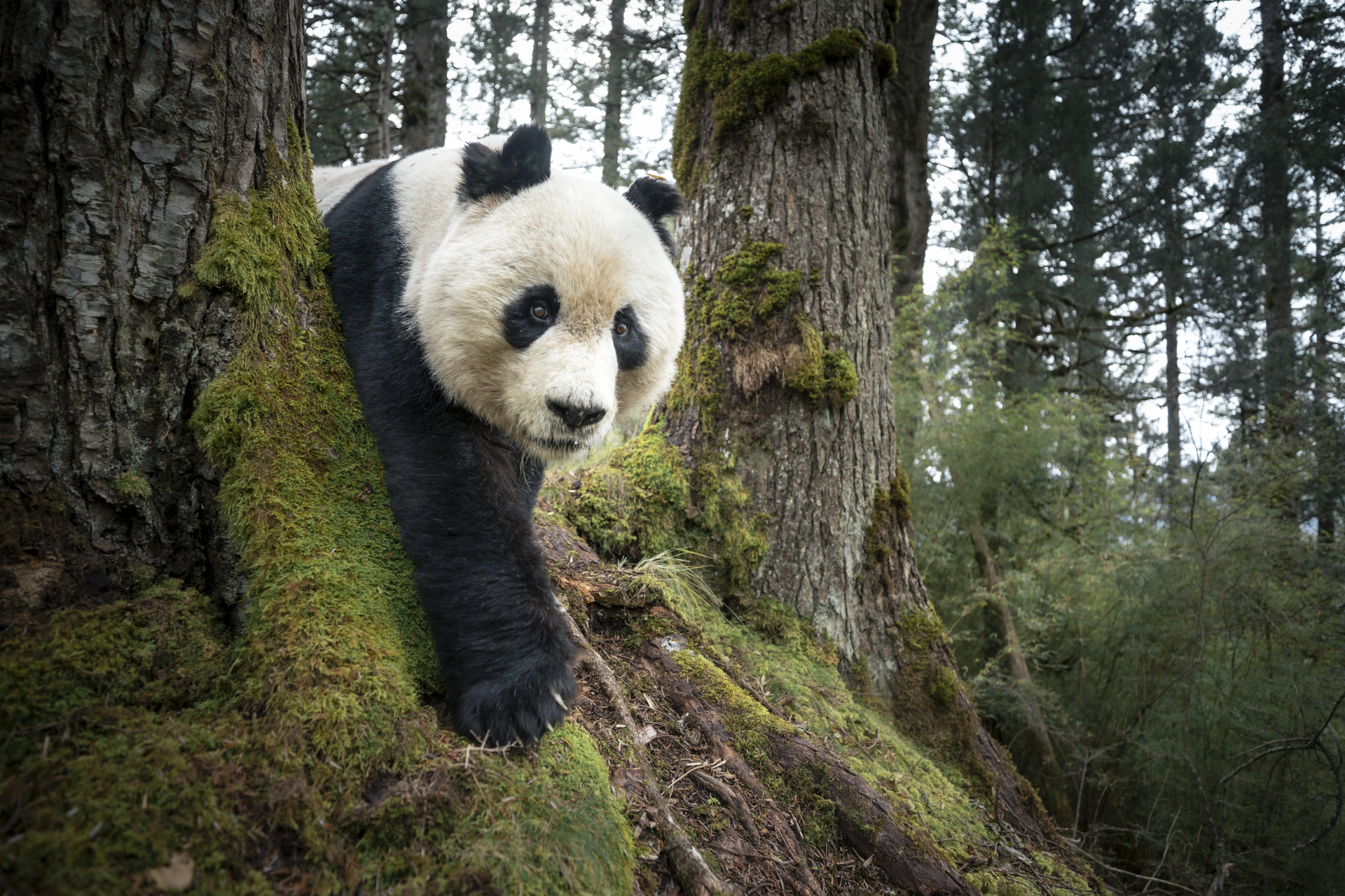 © Rob Green, United States, entry, Open Competition, Natural World & Wildlife, 2026 Sony World Photography Awards