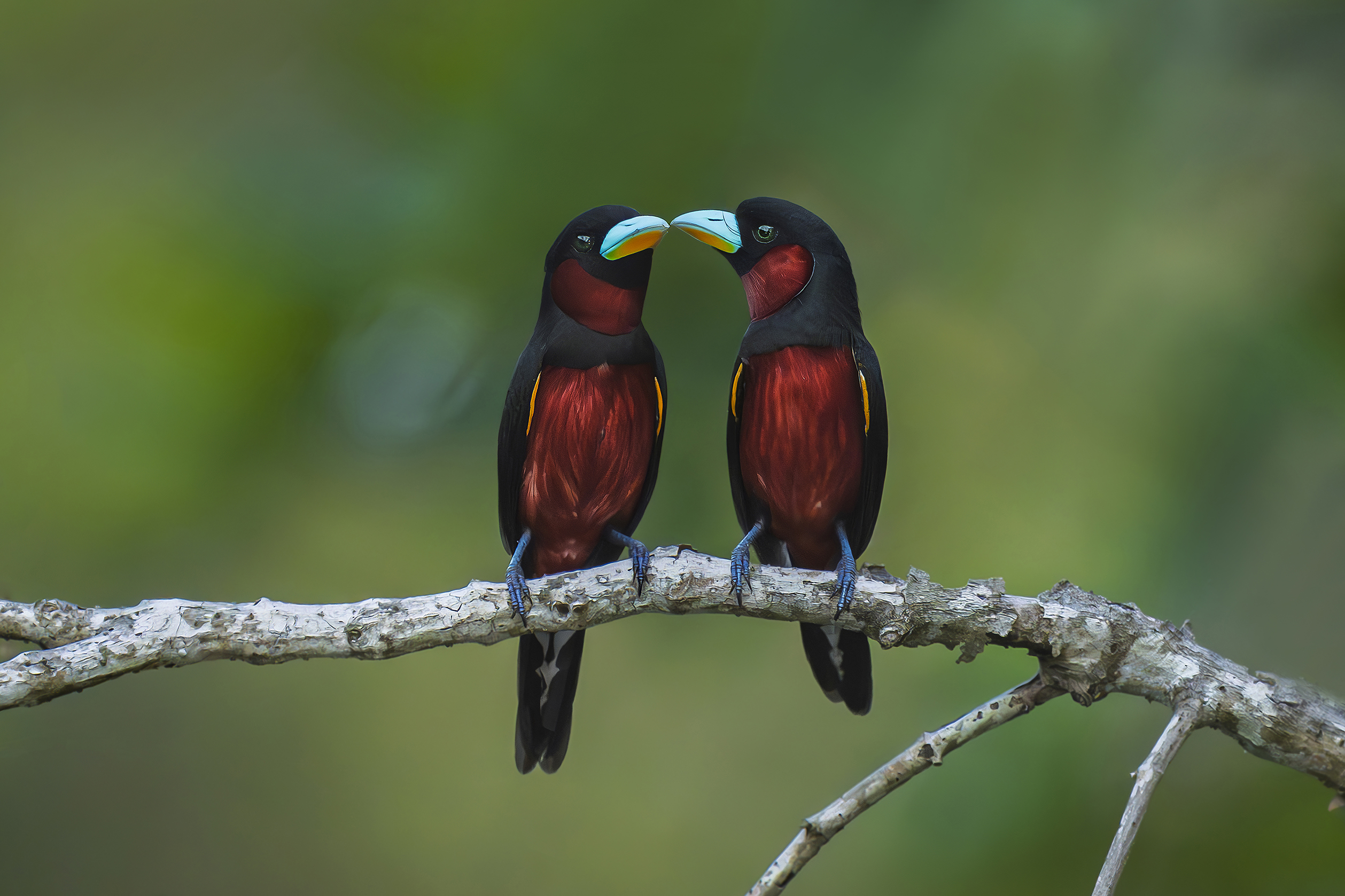 © Suong Mardy, Cambodia, entry, Open Competition, Natural World & Wildlife, 2026 Sony World Photography Awards