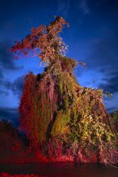 Reflections of an Invader