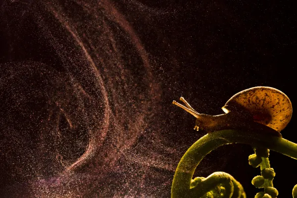 Snail Enjoying Sporulation