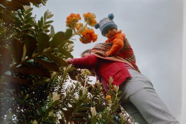 Harvesting Qolle with Jacob