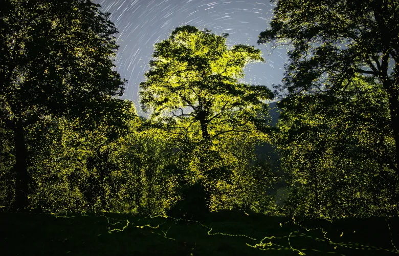 © Sriram Murali, India, Finalist, Professional competition, Wildlife & Nature, 2023 Sony 极速赛车168赛车官网极速预测官方记录结果号码历史查询 world photography Awards